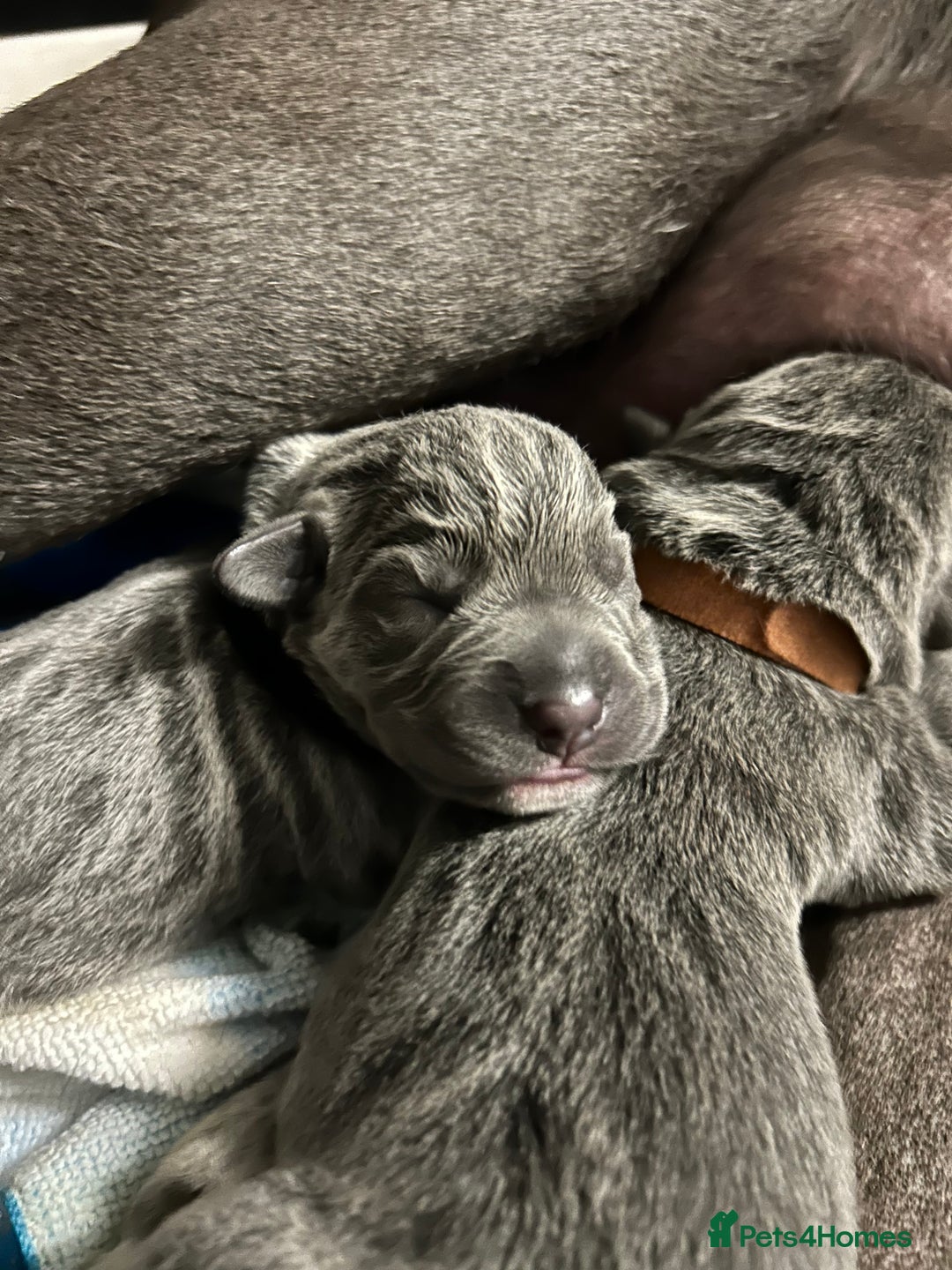 Cane Corso dogs for sale: Cane Corso Puppies  - Image 2