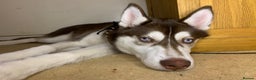 Siberian Husky dogs for stud:  Siberian husky for stud  - Advert 4