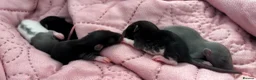 Rat rodents for sale: Beautiful siamese baby rats - Advert 9