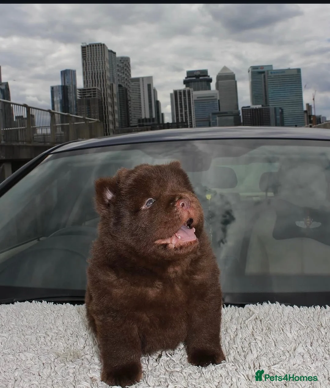 Chow Chow dogs for sale: Milo Chocolate Chow Chow - Advert 2
