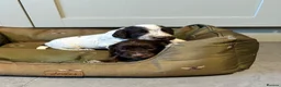 Cocker Spaniel dogs for sale: WORKING COCKER SPANIEL PUPPIES  - Advert 3