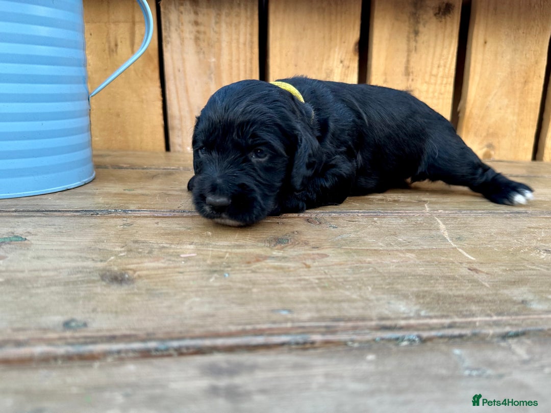Mixed Breed dogs for sale: Gorgeous litter of 8 x F1 Sprocker Spaniels - Image 34