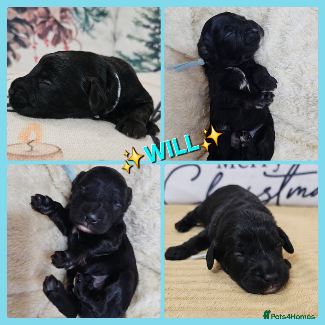 Cavapoo dogs for sale: STUNNING FULLY HEALTH TESTED F1B CAVAPOO  - Advert 35