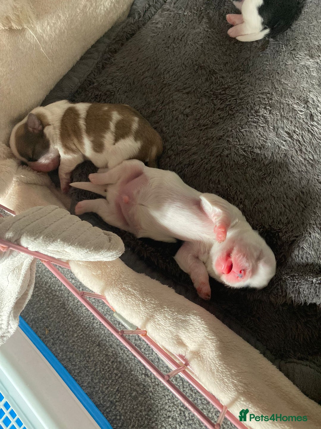 Shih Tzu dogs for sale: 5 Beautiful shihtzu  puppies for sale 2xM 3xF - Image 5