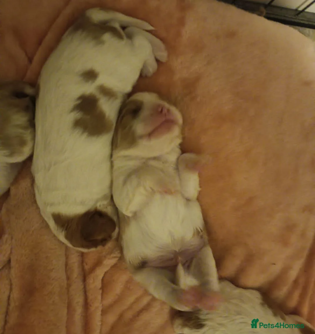 Cavalier King Charles Spaniel dogs for sale: King charles cavalier puppies - Advert 18