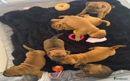 Staffordshire Bull Terrier dogs for stud: 🥨 Top Quality Red SBT Stud 🥨 - Image 16