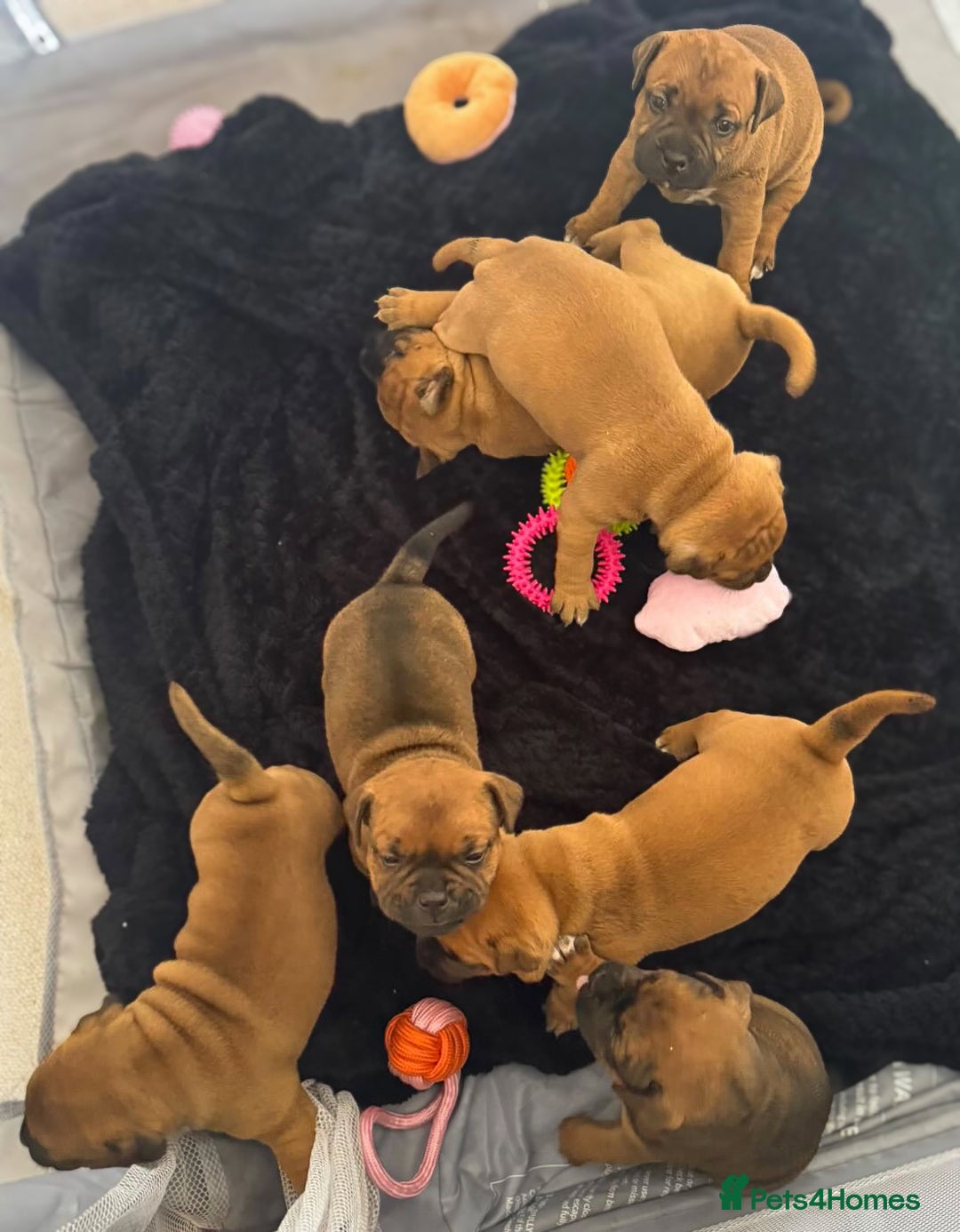 Staffordshire Bull Terrier dogs for stud: 🥨 Top Quality Red SBT Stud 🥨 - Image 16