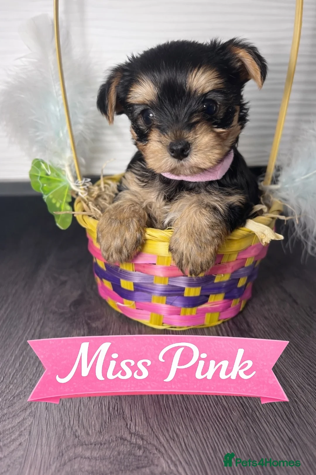 Yorkshire Terrier dogs for sale: Yorkshire Terrier Puppies  - Advert 2