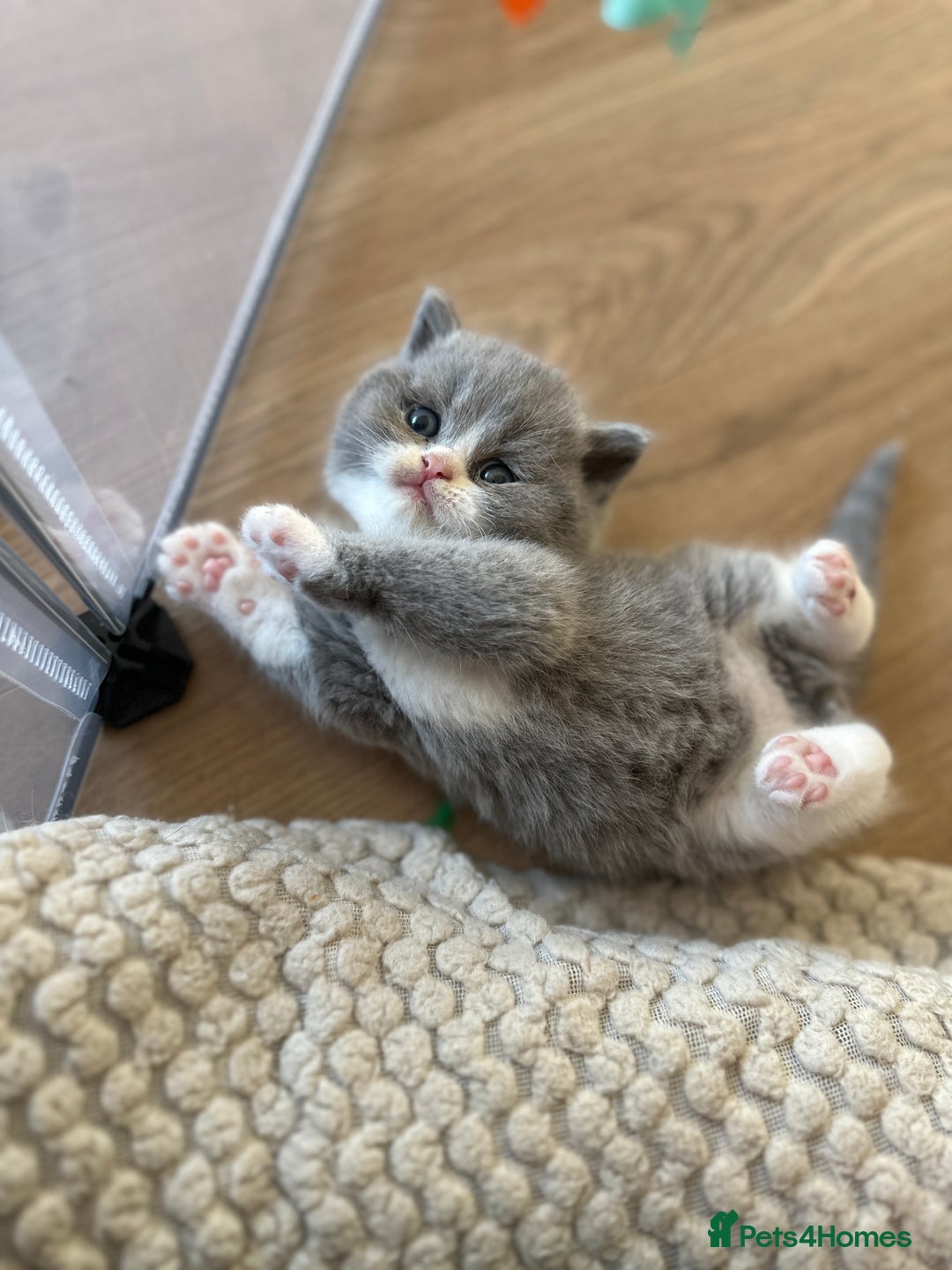 British Shorthair cats for sale: BEAUTIFUL BRITISH SHORTHAIR KITTENS - Image 23
