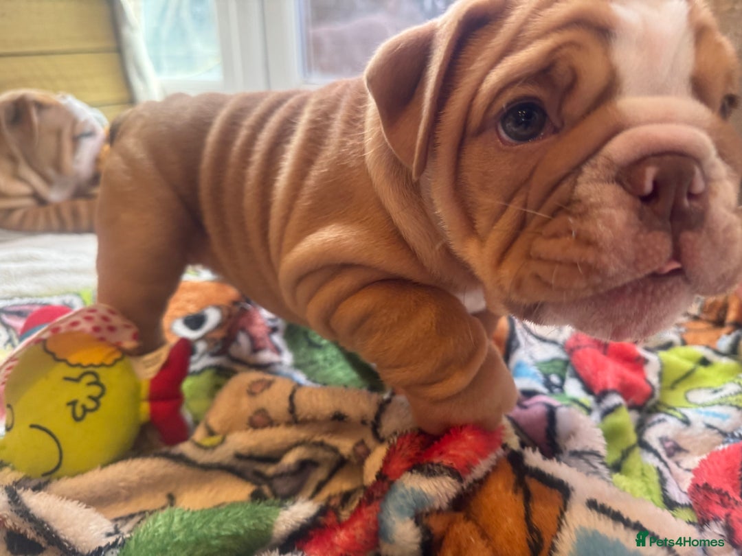English Bulldog dogs for sale: READY TO GO Full Pedigree health tested bulldogs - Image 10