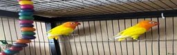 Lovebirds birds for sale: Lutino for sale - Advert 3