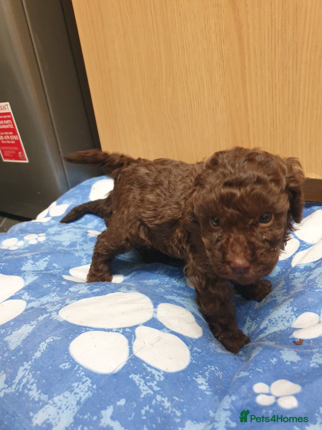 Poodle dogs for sale: Mixture poodles  - Advert 4