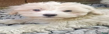 Maltipoo Puppy 4