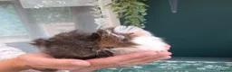 Guinea Pig rodents for sale: Pair of bonded male Guinea pigs young  - Advert 7