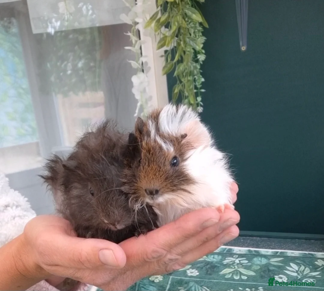 Guinea Pig rodents for sale: SOLD.   Pair of young bonded male Guinea pigs - Advert 14