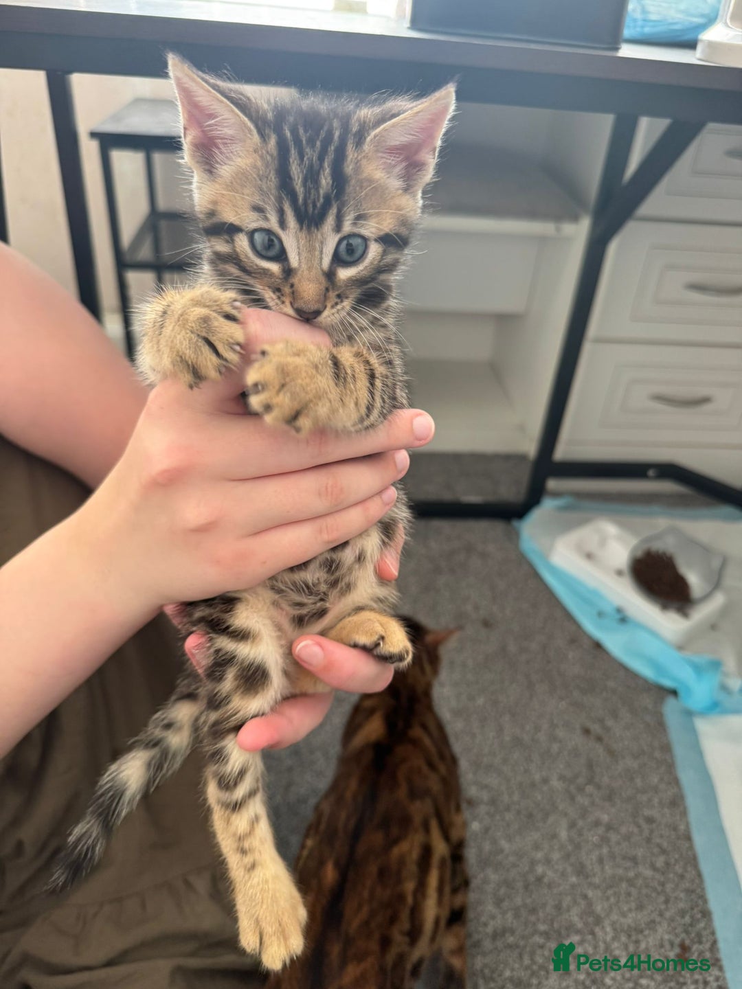 Bengal cats for sale: Beautiful Bengal mixed kittens - Image 17