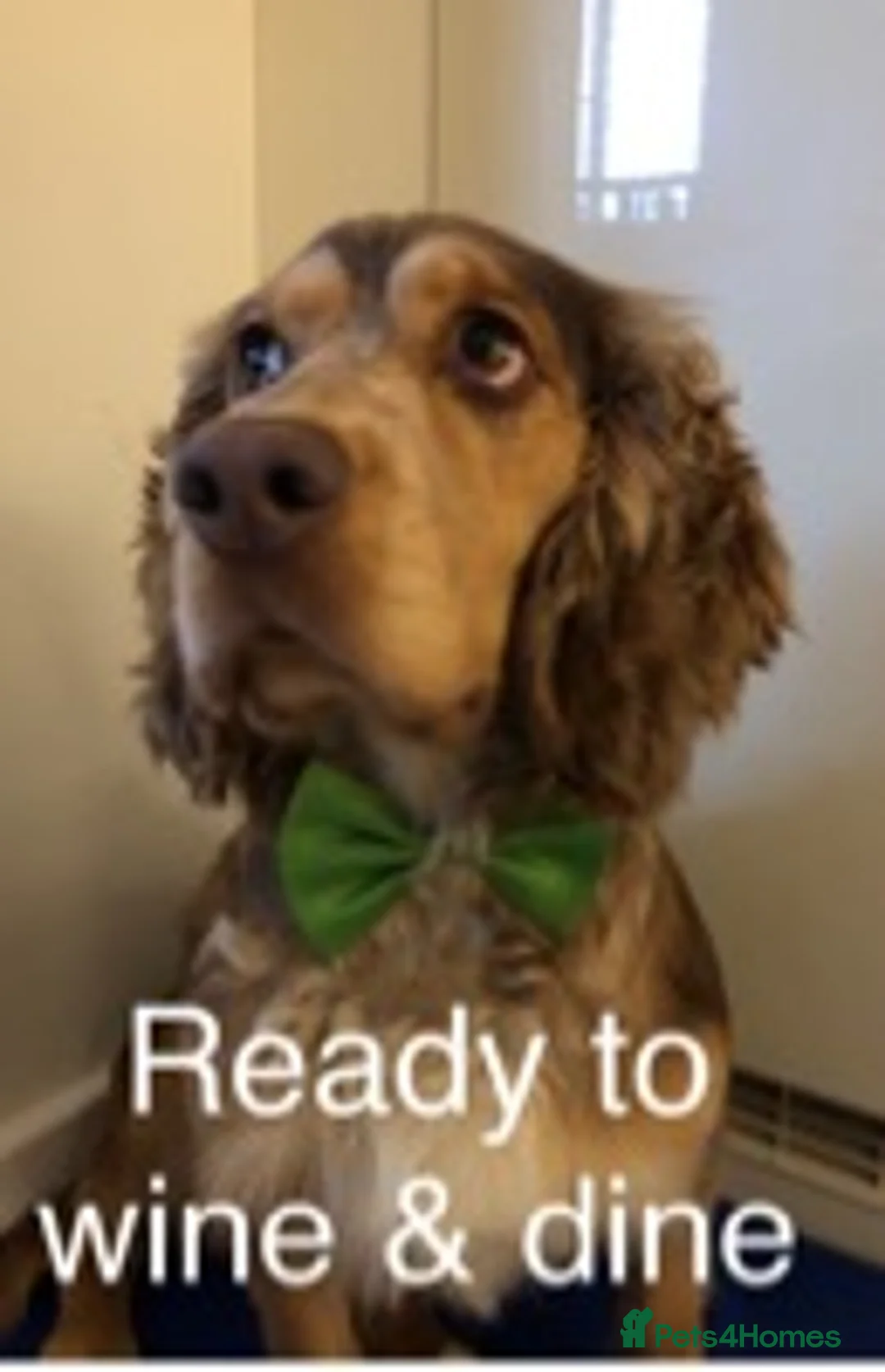 Cocker Spaniel dogs for stud: Cocker Spaniel Chocolate Sable for stud in Bedford - Advert 17