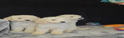 Goldendoodle dogs for sale: f1 goldendoodle puppies READY NOW  - Advert 11