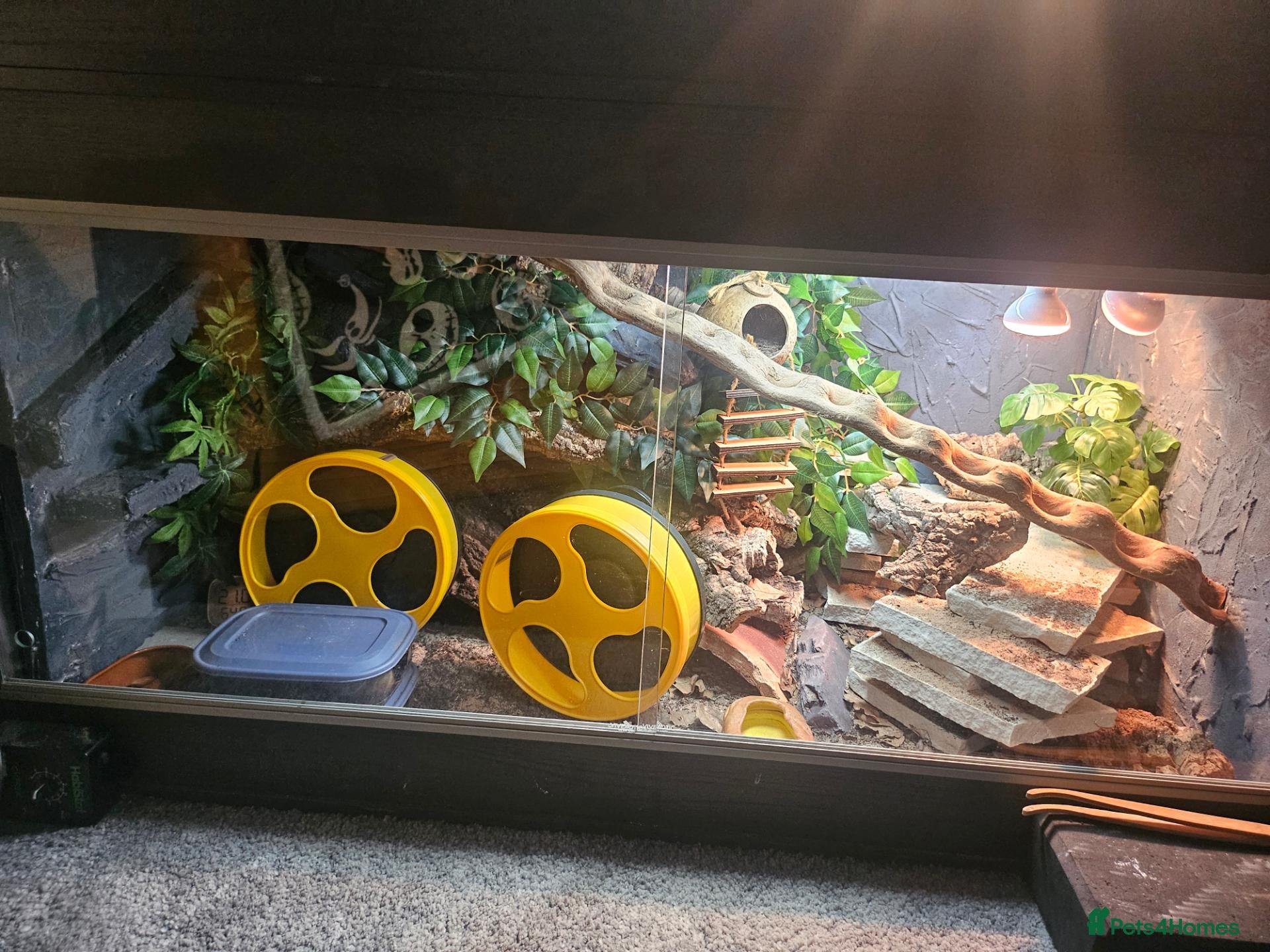Leopard Gecko reptiles 3x female leopard geckos with amazing setup - Advert 1