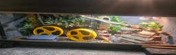 Leopard Gecko reptiles for sale: 3x female leopard geckos with amazing setup - Advert 1