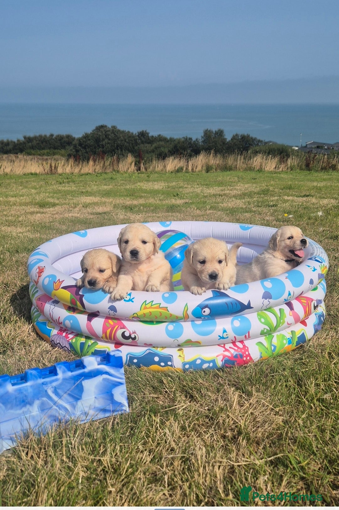 Golden Retriever dogs for sale: Outstanding KC Golden Retriever Puppies  - Image 9