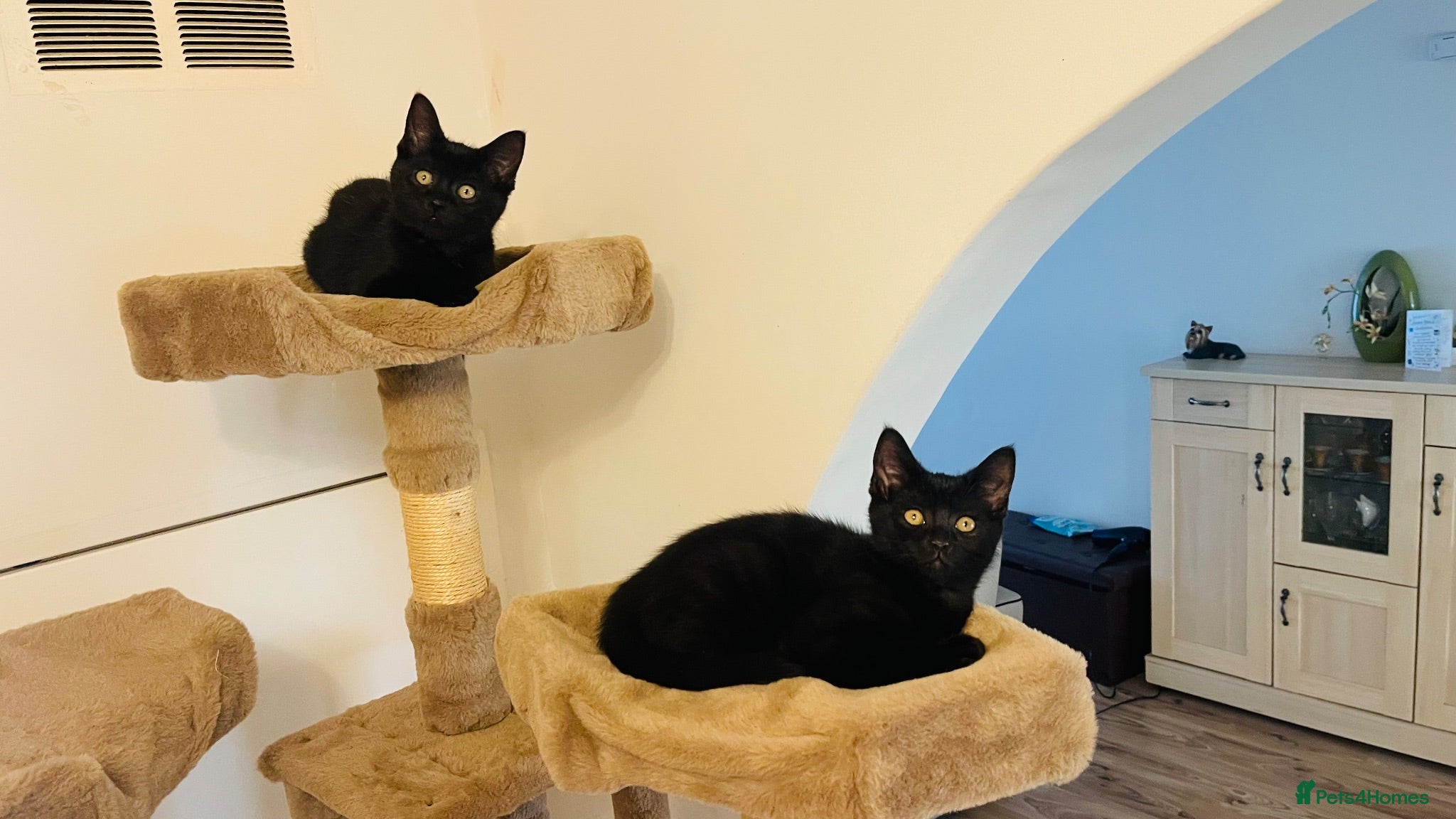 Mixed Breed cats for sale: Kittens for sale ,mixed breed, wonderful behaviour - Advert 2