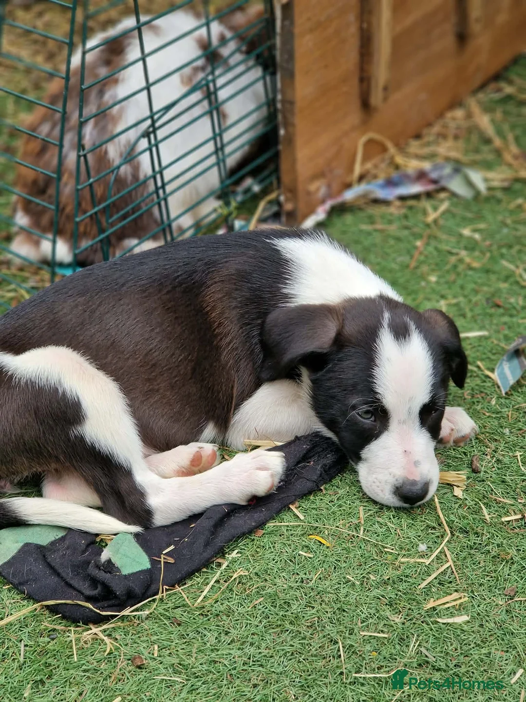 Mixed Breed dogs for sale: Puppies - Advert 18