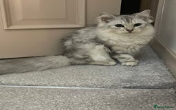 Siberian cats for sale: Siberian cat - Advert 1
