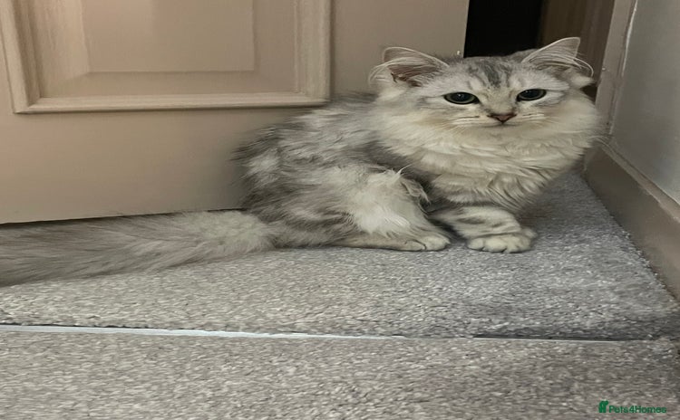 Siberian cats Siberian cat - Advert 1