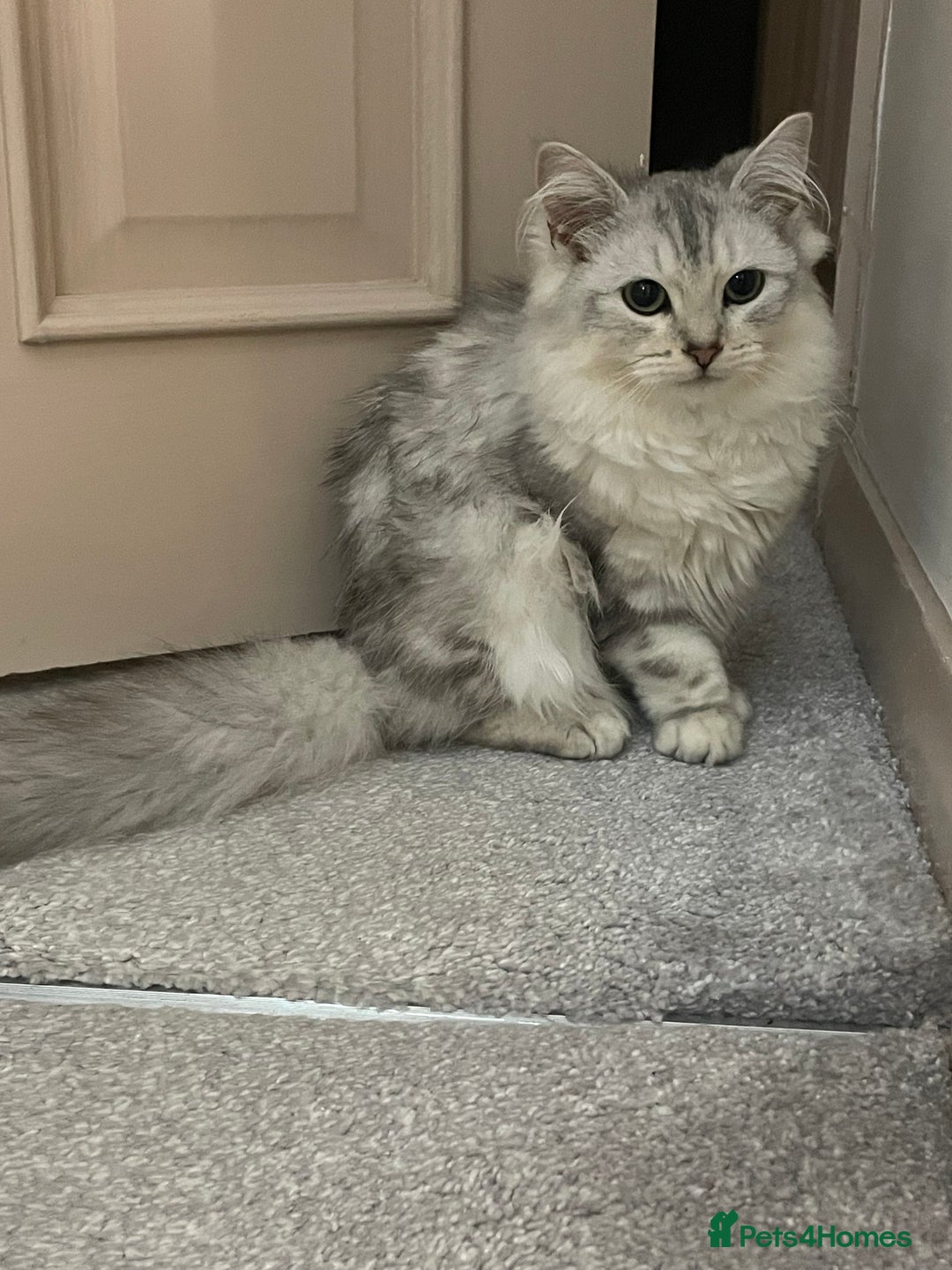 Siberian cats for sale: Siberian cat - Advert 1