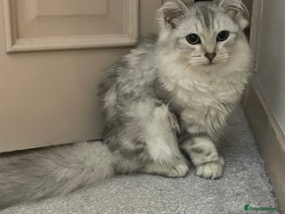 Siberian cats Siberian cat - Advert 1