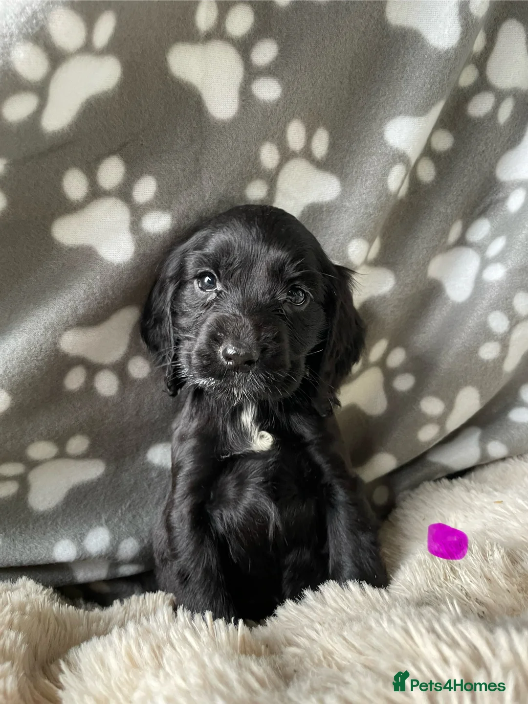 Cocker Spaniel dogs for sale: Working cocker spaniels  - Advert 23