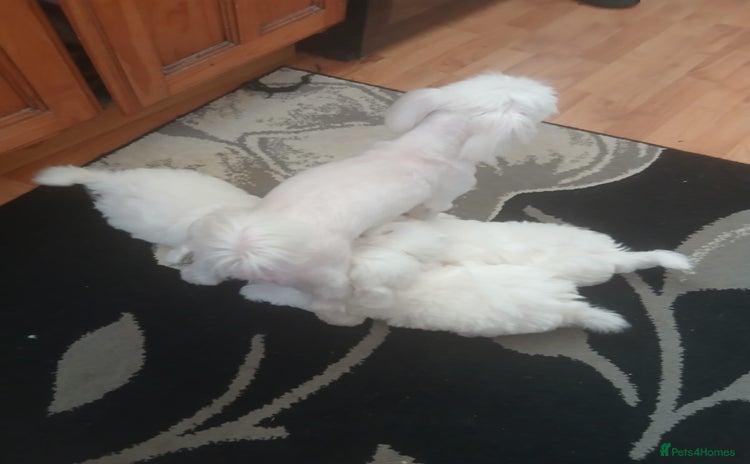 Bichon Frise dogs - Advert 1