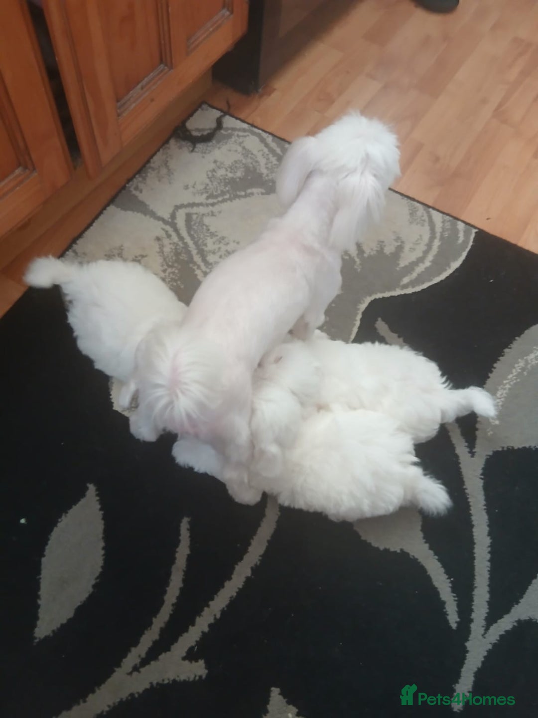 Bichon Frise dogs for sale: Three little puppies  - Image 1