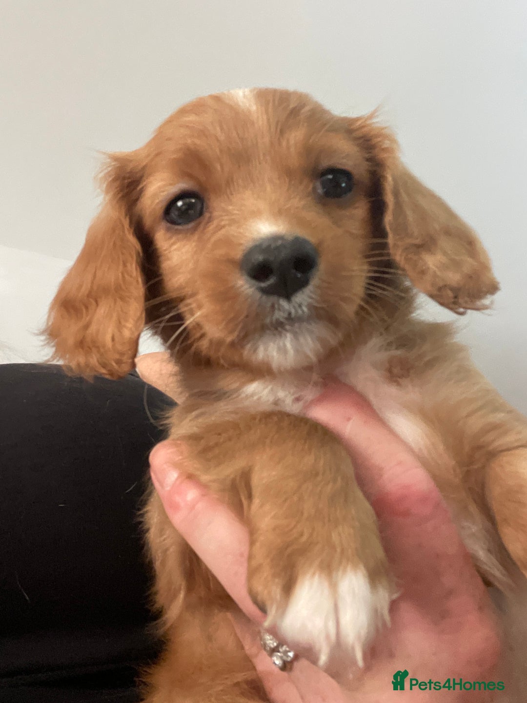 Mixed Breed dogs for sale: Beautiful Cavapoo puppies  - Image 15