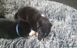 Mixed Breed dogs for sale: German sherperd-colliestaffie  - Image 2