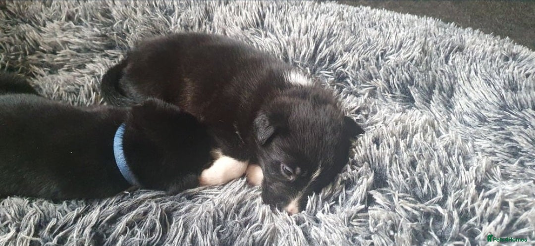 Mixed Breed dogs for sale: German sherperd-colliestaffie  - Image 2