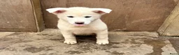 Japanese Akita Inu dogs for sale: Japanese Akita Puppies  - Advert 14