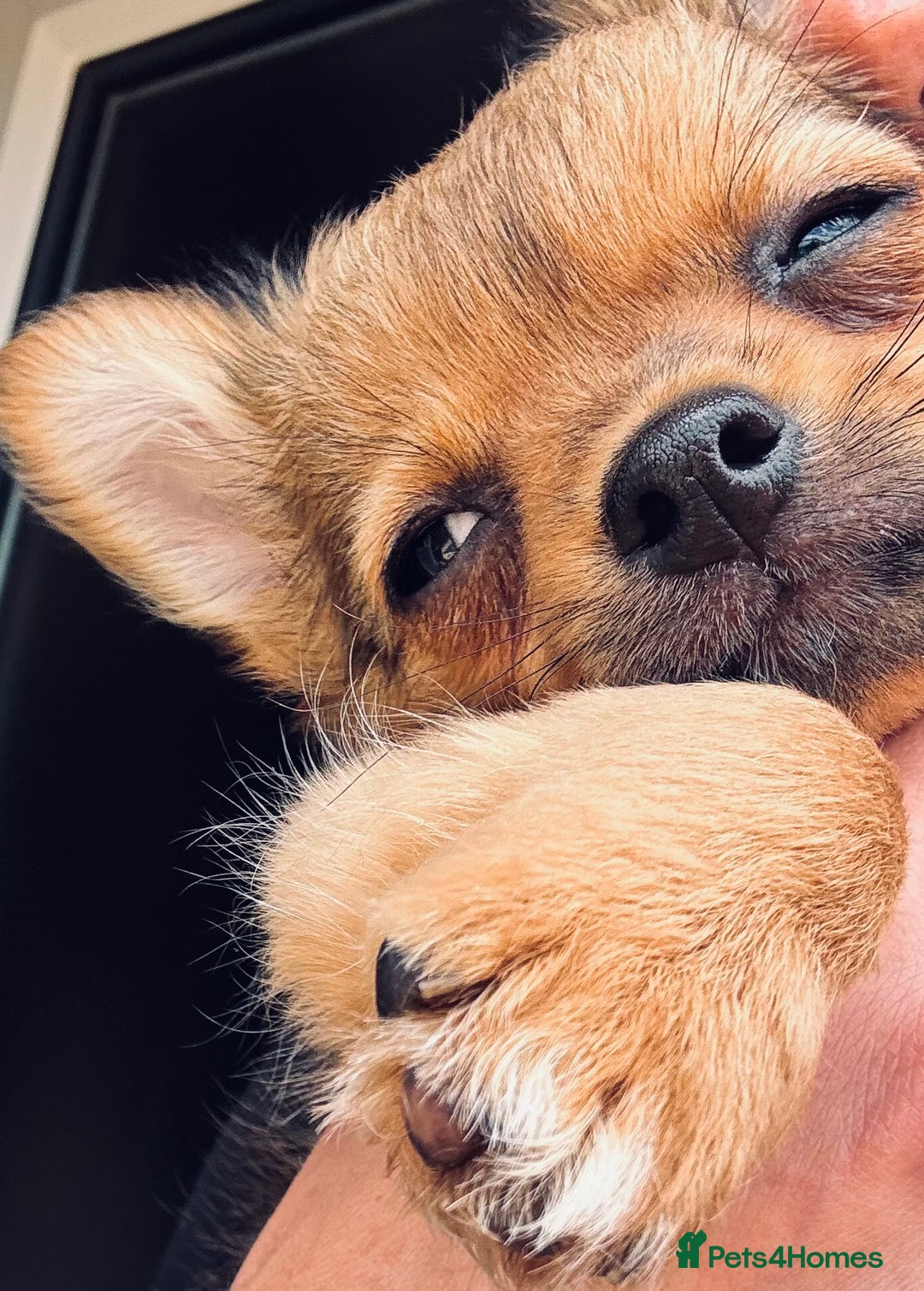 Pomchi dogs for sale: Beautiful female puppy ready now!  in Godstone - Image 10