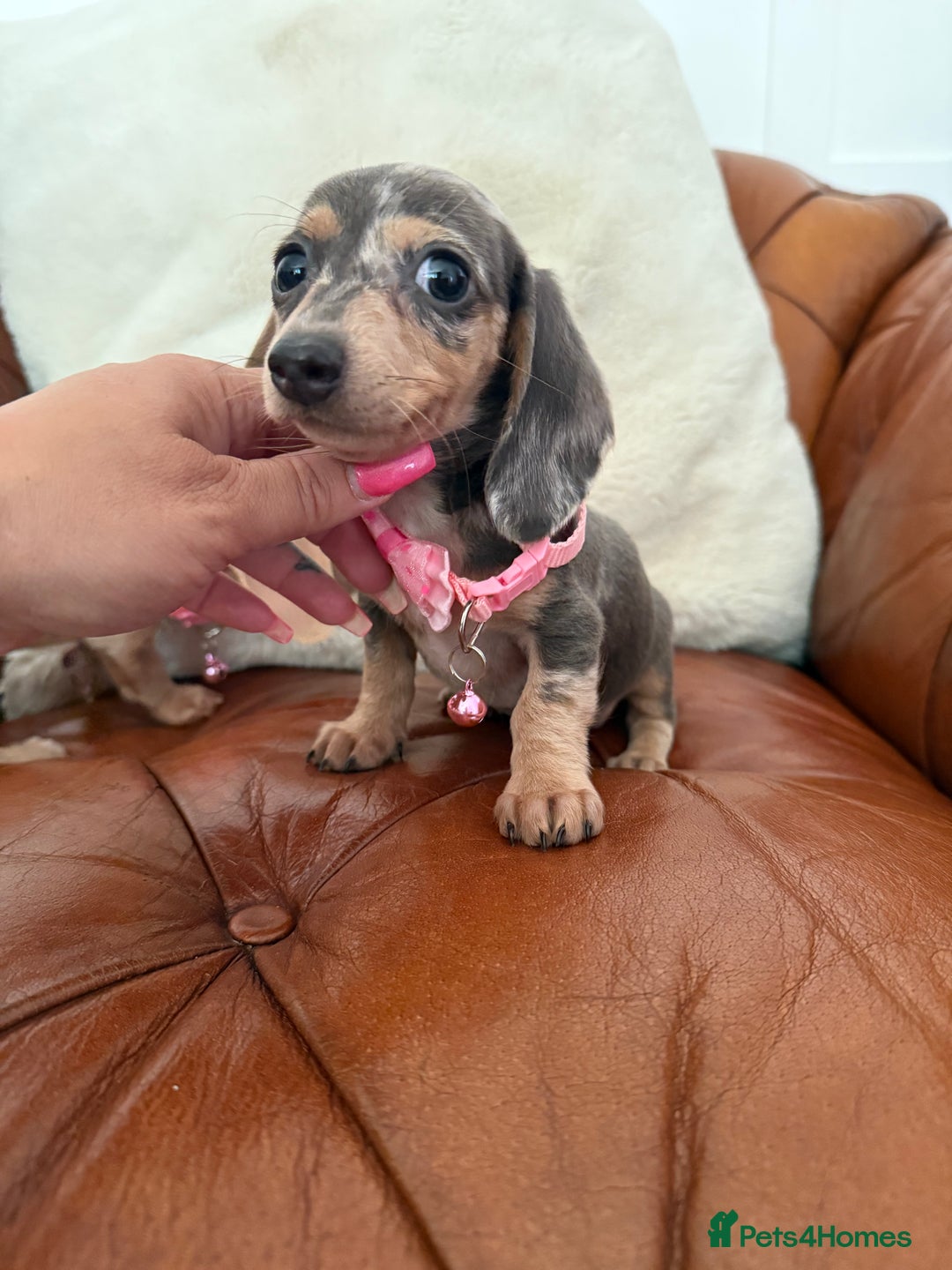 Miniature Dachshund dogs for sale: Beautiful Mini Dachshund Pups 🐶 5 Star ⭐ Breeder - Image 18