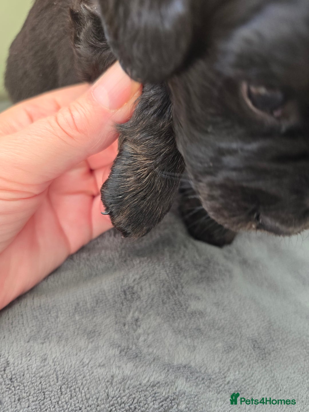Cavapoo dogs for sale: Gorgeous Cavapoo puppies looking for forever home - Image 8