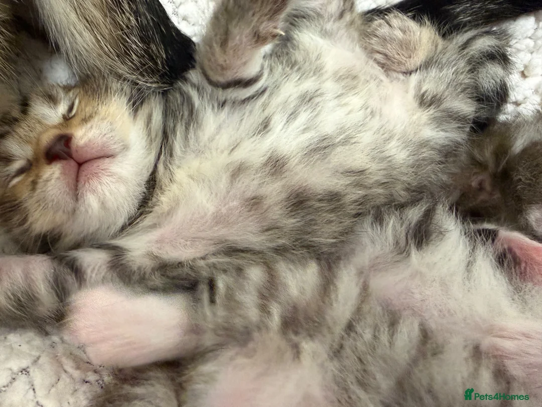 Mixed Breed cats for sale: Beautiful Bengal Cross Maine Coon Babies  in Andover - Advert 25
