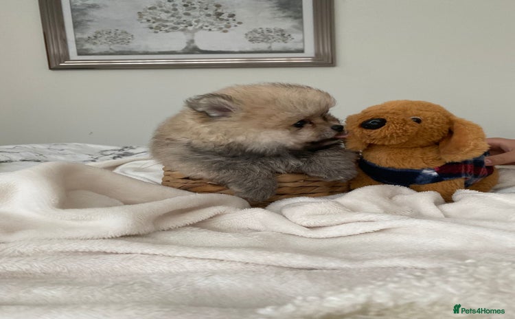 Pomeranian dogs - Advert 11