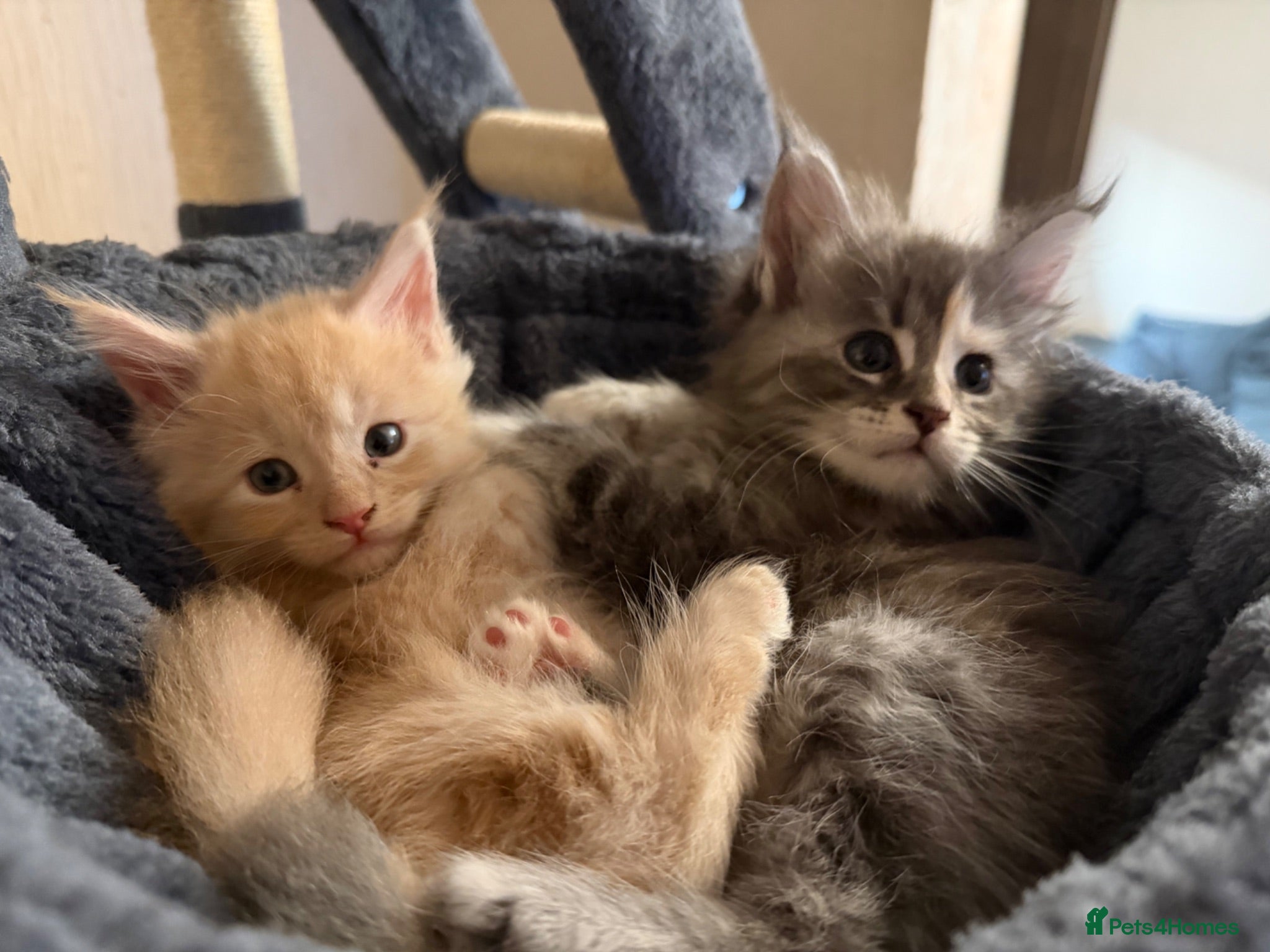 Maine Coon cats Main coon kittens - Advert 18