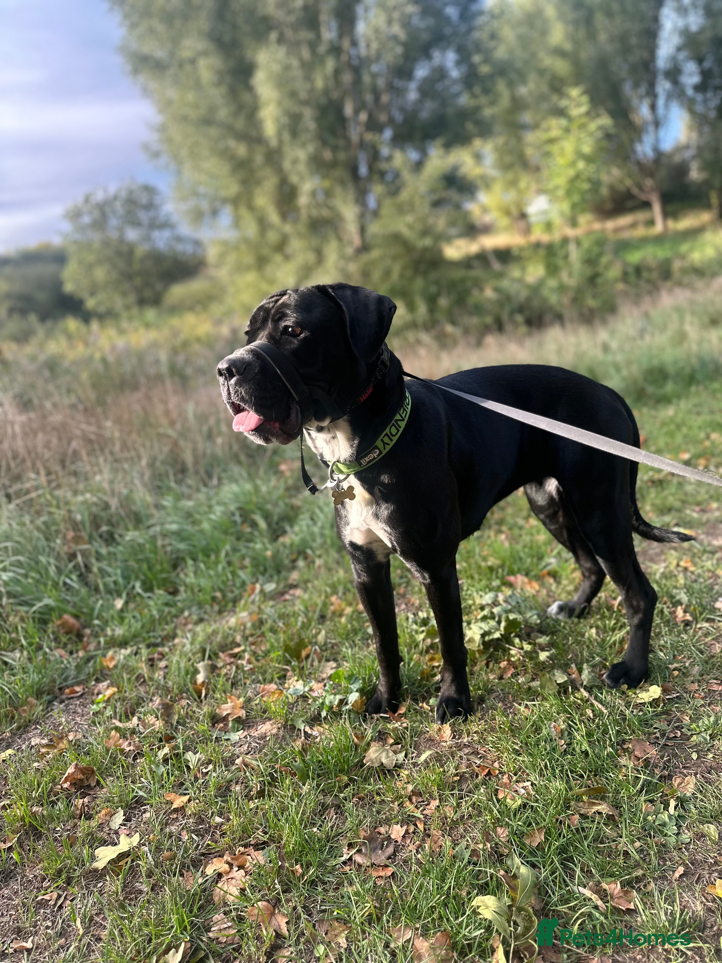 Mixed Breed dogs Cane corso cross  - Advert 1