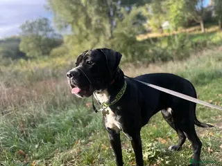 Mixed Breed dogs Cane corso cross - Advert 2