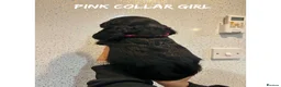 Cocker Spaniel dogs for sale: Working cocker spaniel puppies  - Advert 24