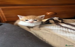 British Shorthair cats for sale: Beautiful loving kittens  - Image 9