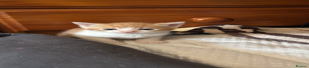 British Shorthair Ginger&white  Kitten 1