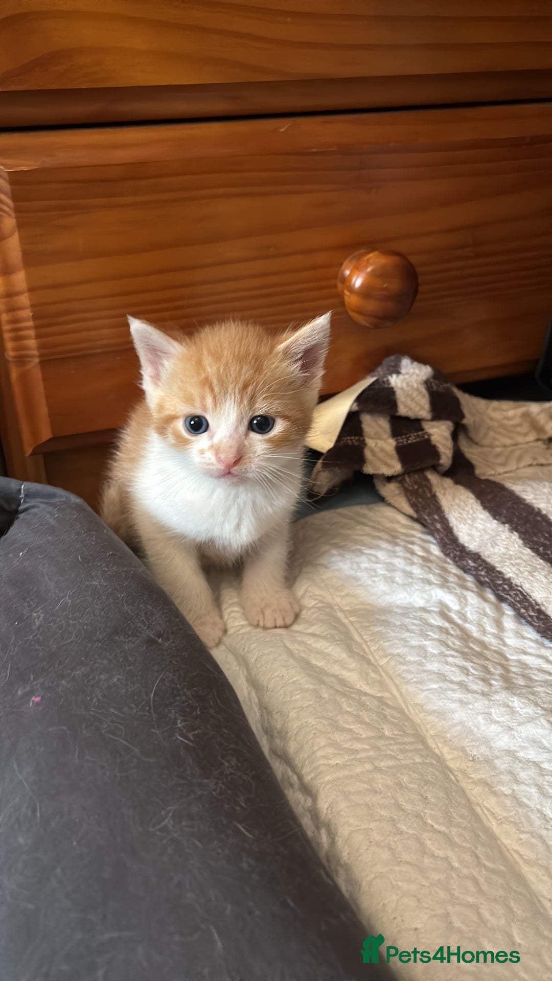 British Shorthair cats for sale: Beautiful loving kittens  - Image 9